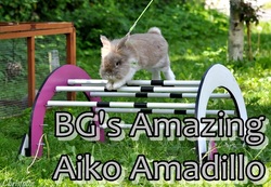 BG's Amazing Aiko Amadillo